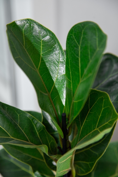 Фикус Лирата Бамбино 12/40 см Фикус Лирата Бамбино 12/40 см