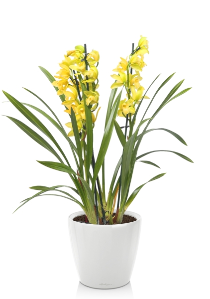 Орхидея Цимбидиум в CLASSICO LS 21