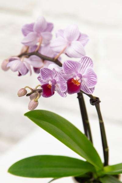 Орхидея Мини микс 5/30 см