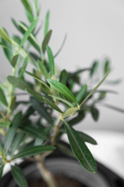 Олива 12/30 см Олива 12/30 см