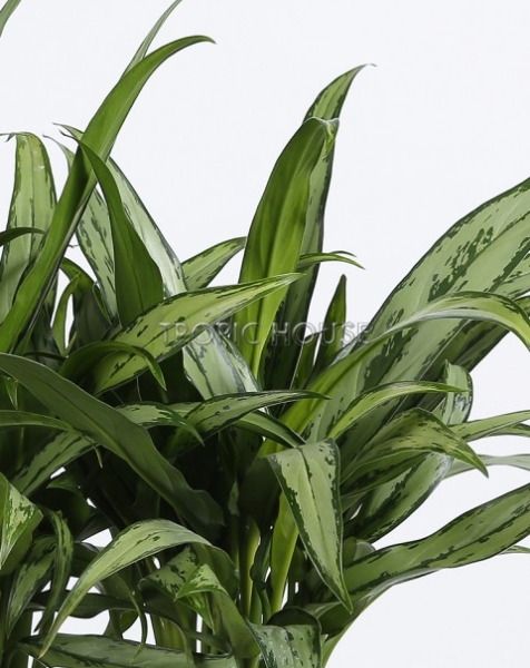 Аглаонема Кутлас в DELTA 20