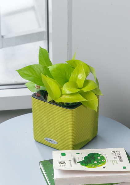 Сциндапсус Голден Потос в CUBE COLOR 14 Сциндапсус Голден Потос в CUBE COLOR 14