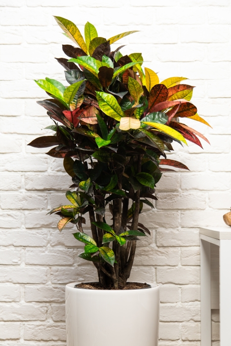 Кротон Мистер Айкетон в RONDO 32