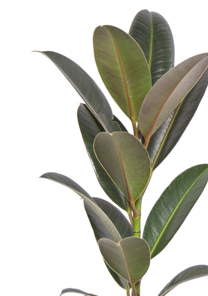 Фикус Эластика Мелани 14/40 Фикус Эластика Мелани 14/40