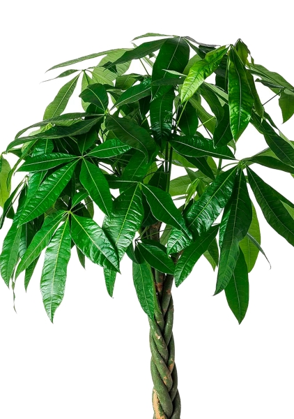 Пахира Акватика 27/150 см в CLASSICO LS 35