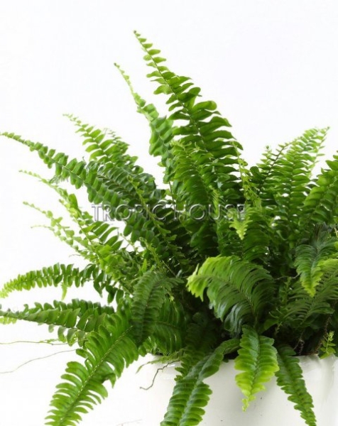 Нефролепис в DELTA 20