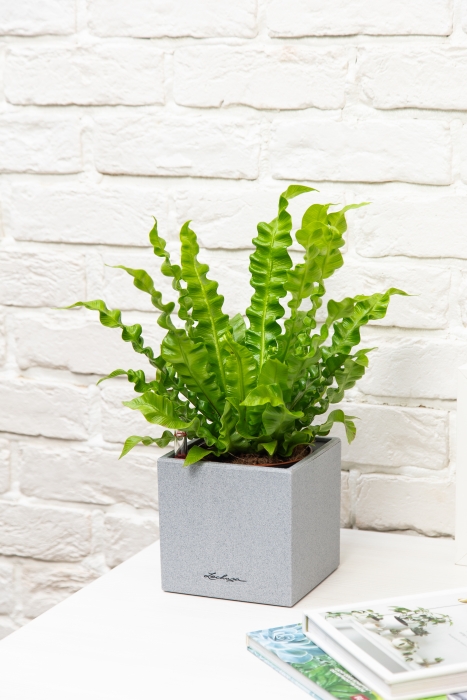 Асплениум Криспи в CANTO STONE 14
