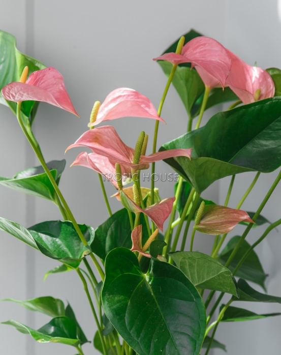 Антуриум розовый в CLASSICO Color 21