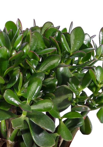 Крассула Овата 23/40 см