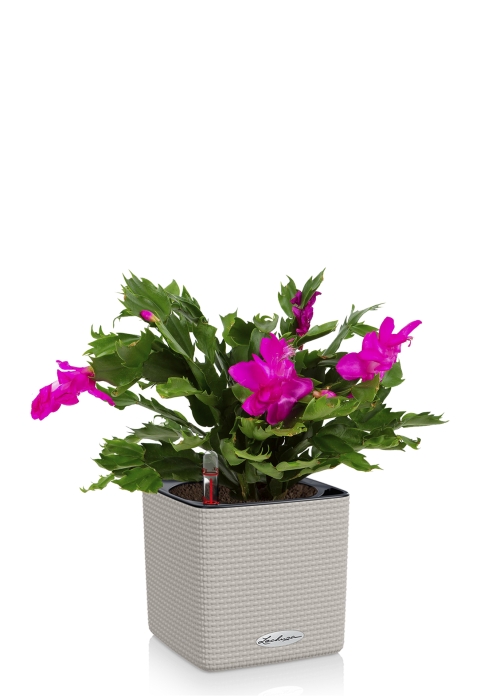 Шлюмбергера Декабрист в CUBE COLOR 14, песочно-коричневый