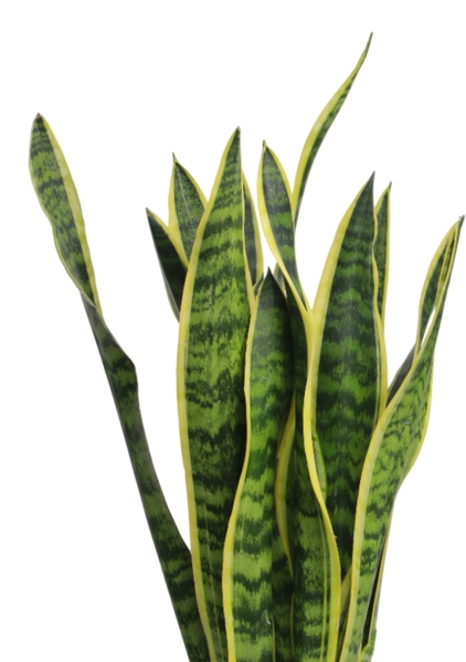 Сансевиерия Лауренти 17/60 см в CUBICO 22