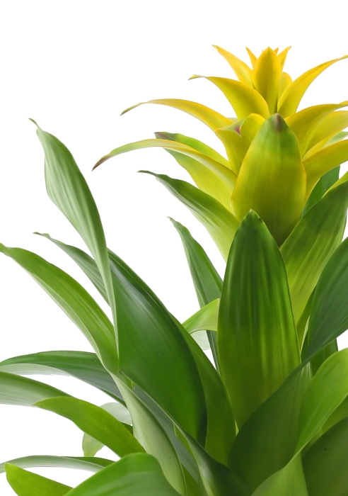 Гузмания желтая 12/40 см