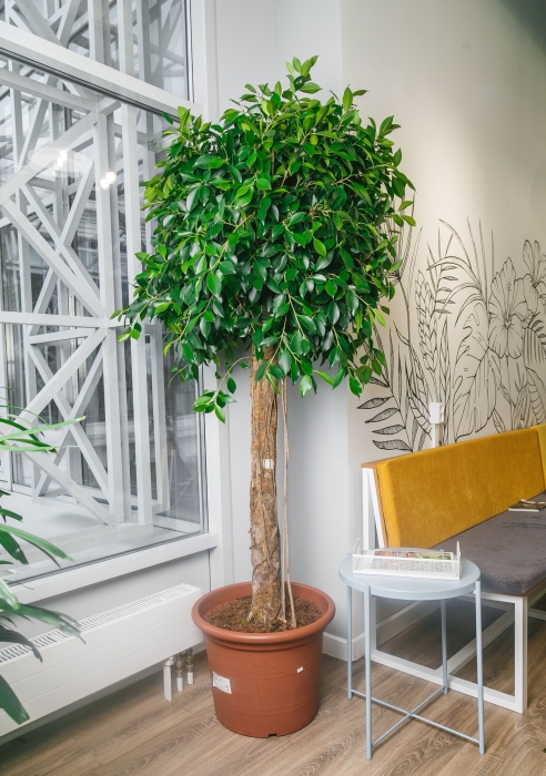 Фикус Бенджамина в CUBE 50