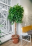 Фикус Бенджамина в CUBE 50