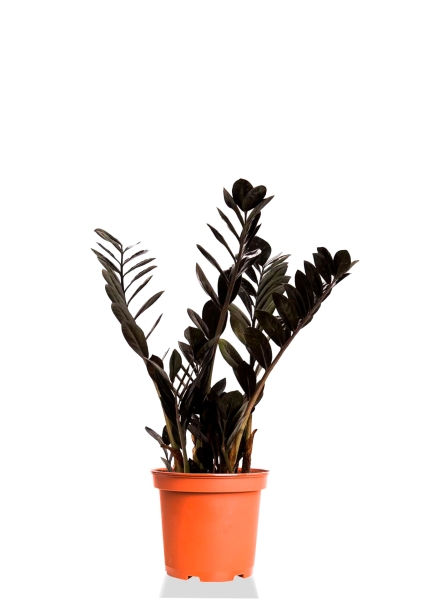 Замиокулькас Равен 17/70 см Замиокулькас Равен 17/70 см