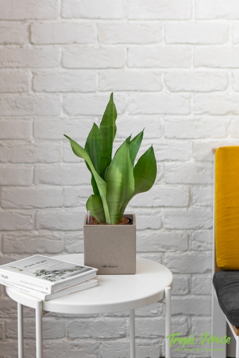 Сансевиерия Муншайн в CANTO STONE 14
