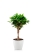Фикус Моклейм 21/90 см в CLASSICO COLOR 28
