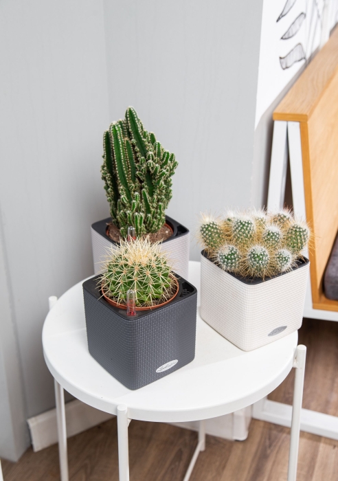 Набор "Кактусы" в CUBE COLOR 14