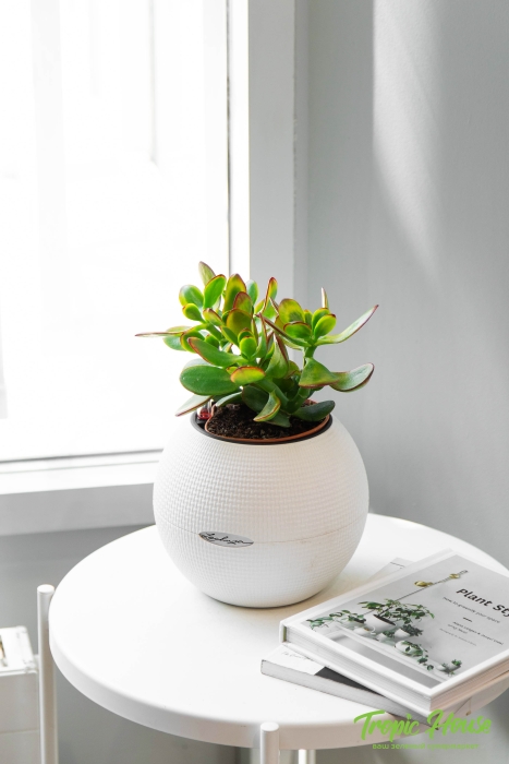 Крассула Овата Сансет 12/20 см в PURO 20