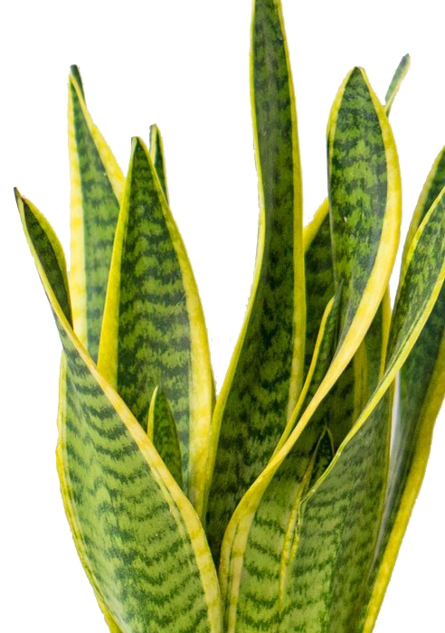 Сансевиерия Лауренти в CANTO Stone 14