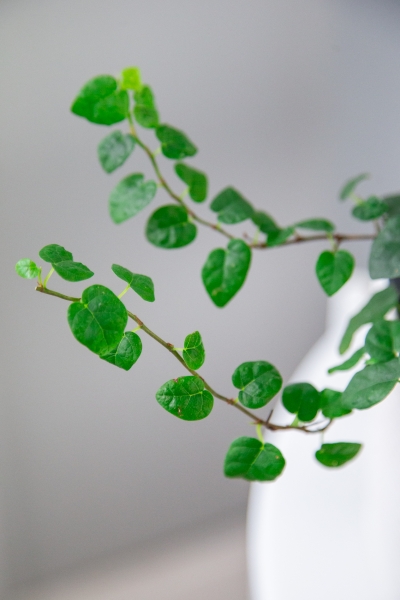 Фикус Пумила 12/15 см Фикус Пумила 12/15 см