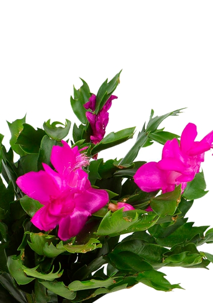 Шлюмбергера Декабрист 13/30 см Шлюмбергера Декабрист 13/30 см