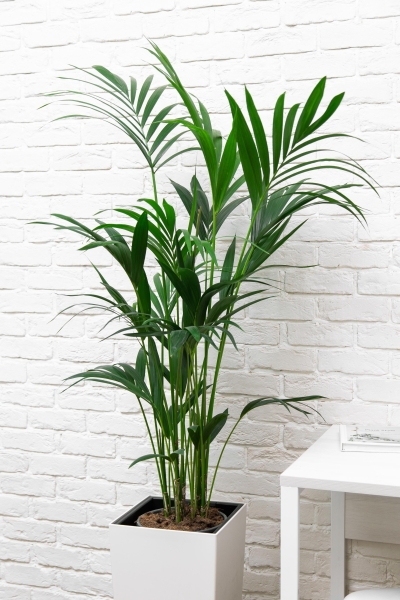 Ховея Кентия 24/150 см