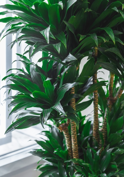 Драцена Компакта бранч 31/130 см