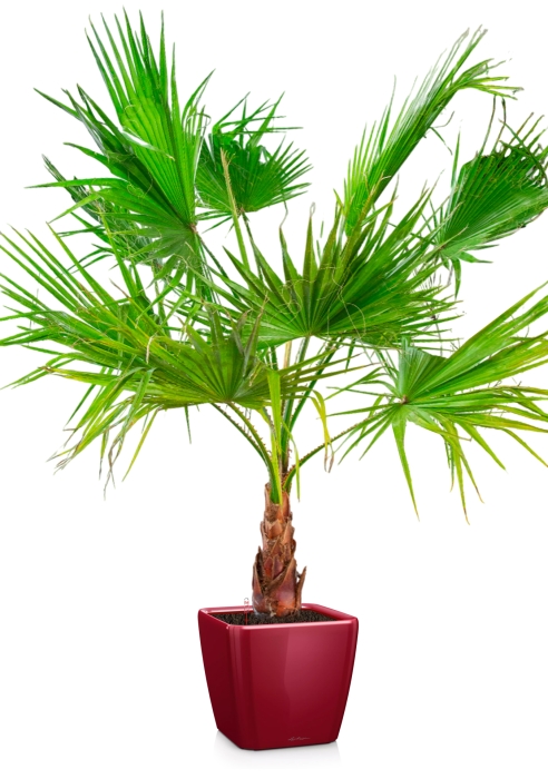 Вашингтония в QUADRO LS 50, ярко-красный блестящий