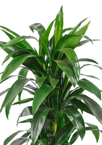 Драцена Джанет Крейг в CUBICO 30 Драцена Джанет Крейг в CUBICO 30