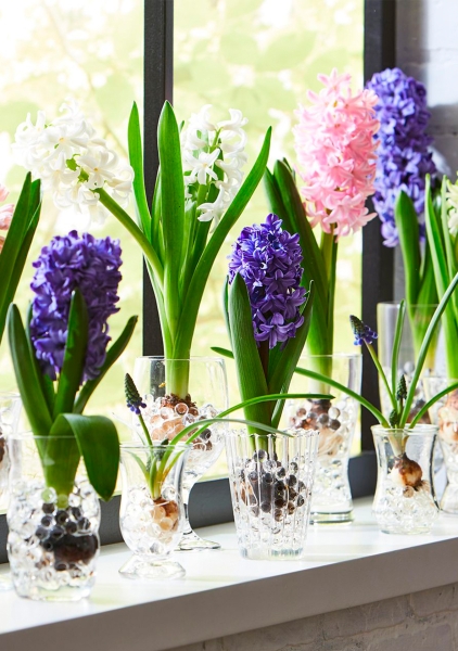 Гиацинт цветной микс 7 см, 1 луковица