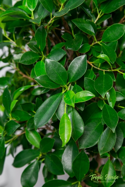 Фикус Нитида переплетенный 23/110 см