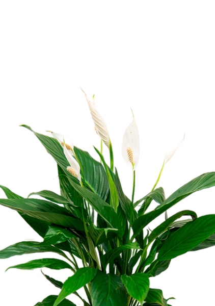 Спатифиллум Вариегатный 17/60 см в CLASSICO LS 21