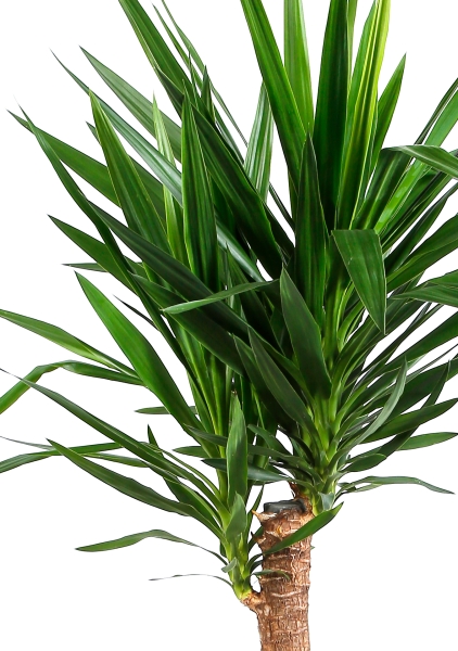 Юкка 1 ствол 32/170 см