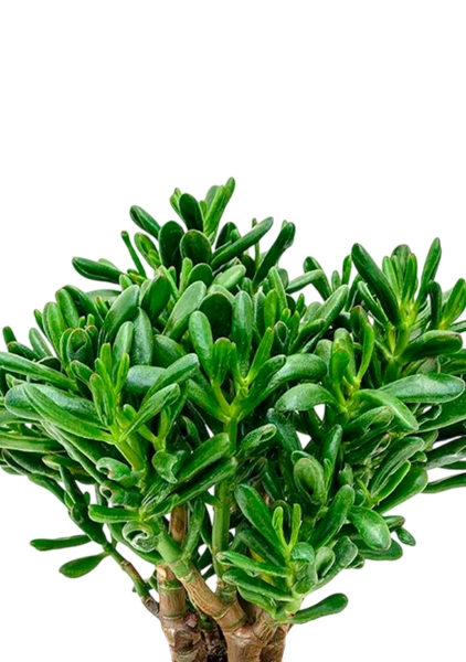 Крассула Хоббит 17/35 см в CLASSICO LS 21