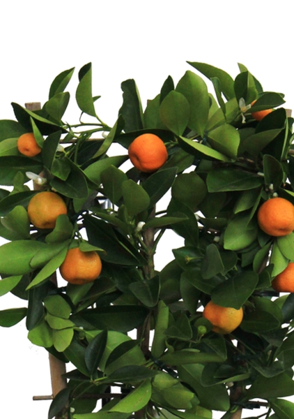 Цитрофортунелла Каламондин на решетке 27/80 см