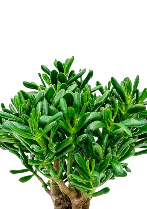 Крассула Хоббит 17/35 см в CLASSICO LS 21