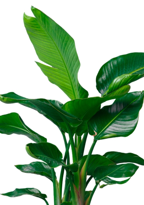 Стрелиция Николай 33/300 см