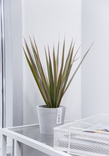 Драцена Маргината розетка 12/20 см