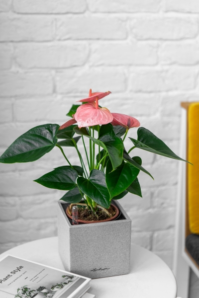 Антуриум розовый в CANTO STONE 14