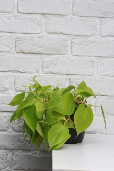 Филодендрон Лайм 15/40 см