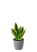 Сансевиерия Лауренти 12/40 см в LAMELA MAGNOLIA fi 135