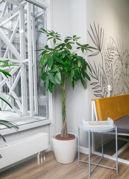 Пахира Акватика 27/160 см