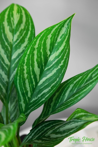 Аглаонема Страйп 12/35 см Аглаонема Страйп 12/35 см