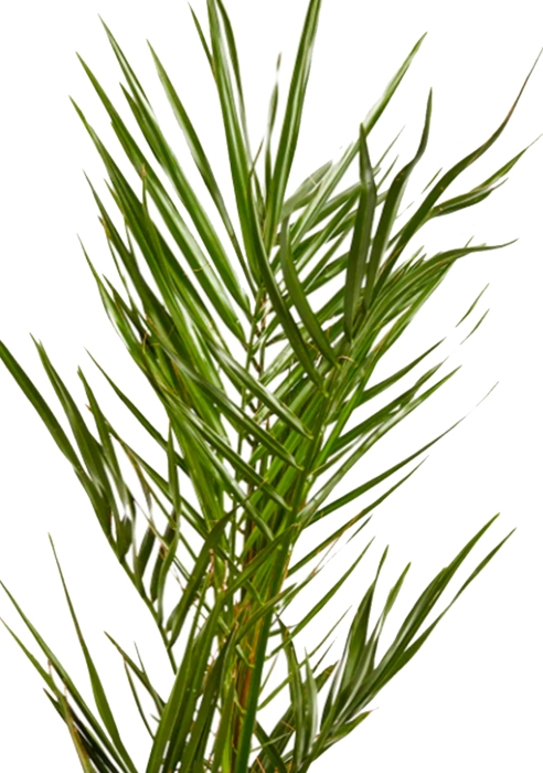 Финик канарский 12/60 см