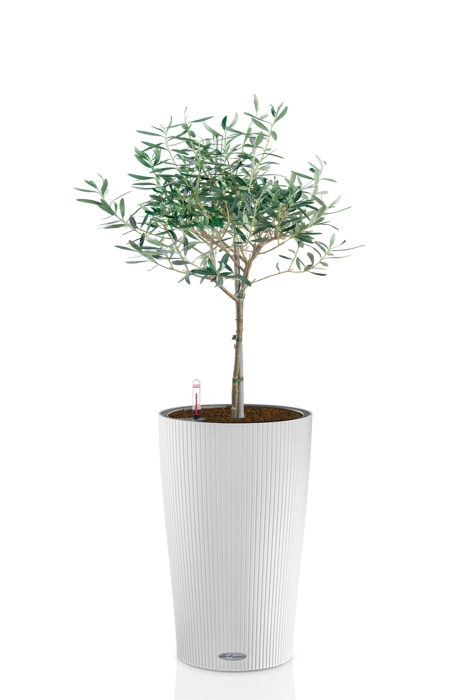 Олива 19/90 в CILINDRO 32, белый