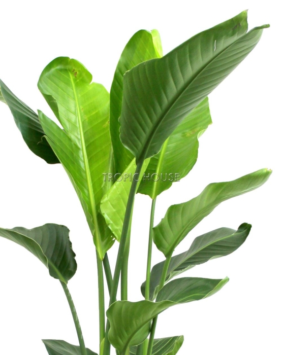 Стрелиция Николай в CANTO STONE HIGH 30