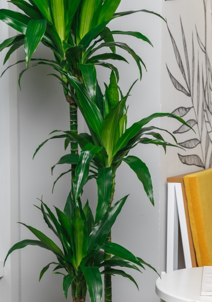 Драцена Джанет Крейг 3 ствола 23/150 см