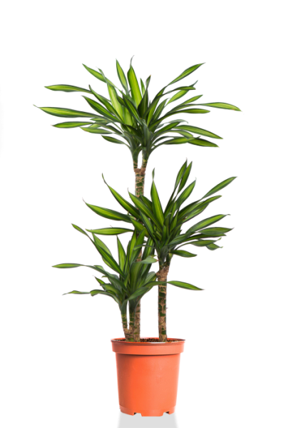 Драцена Рики 3 ствола 21/100 см