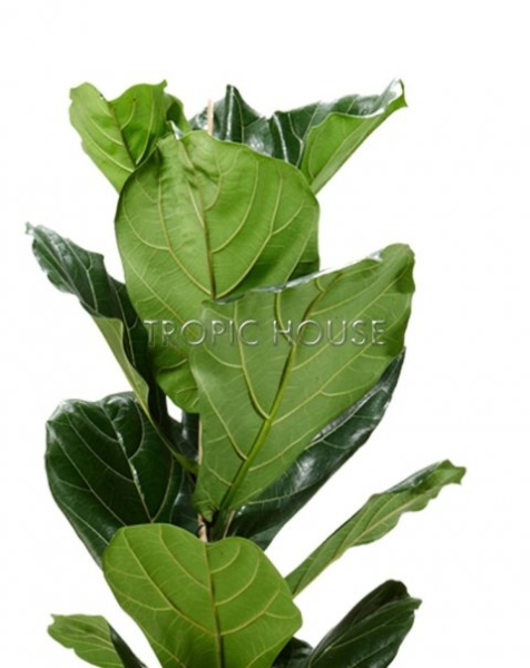 Фикус Лировидный 34/160 см